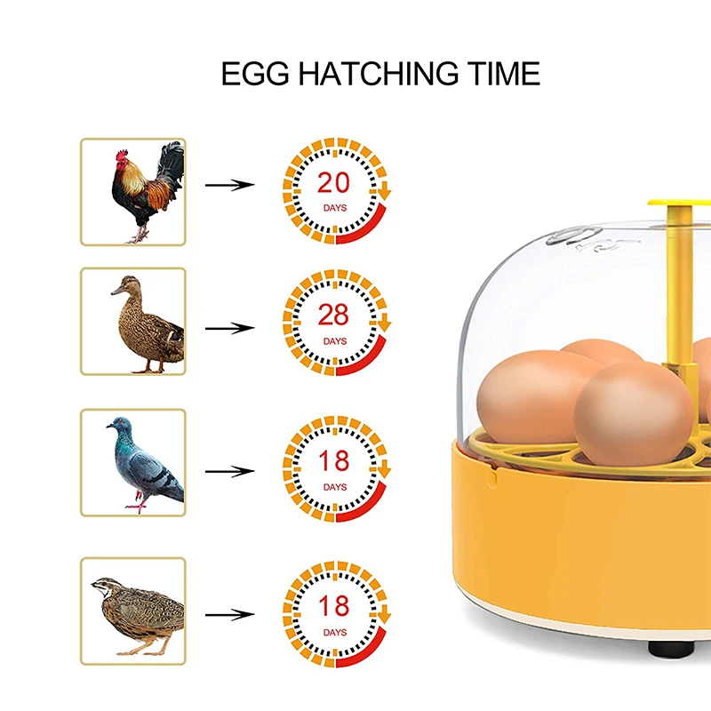 Breeding Incubator Chicken Duc - đánh giá và giá Lab Incubator